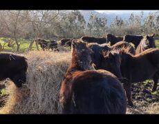 Descubre las mejores rutas a caballo en Gijón para un turismo ecuestre inolvidable