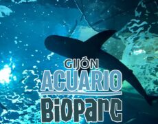 Descubre el fascinante turismo en el Acuario de Gijón: un viaje inolvidable en la ciudad costera